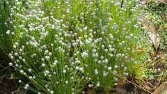 Eriocaulon