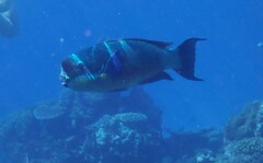 Chlorurus microrhinos