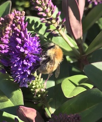 Bombus pascuorum