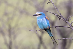 Coracias abyssinicus