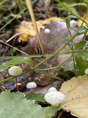 Mycetinis scorodonius