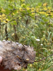 Mycetinis scorodonius