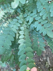 Robinia hispida