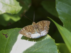 Euthalia monina monina