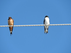 Hirundo rustica erythrogaster