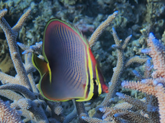 Chaetodon baronessa