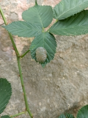 Trichoptera