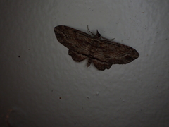 Chloroclystis filata