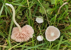 Entoloma sericellum
