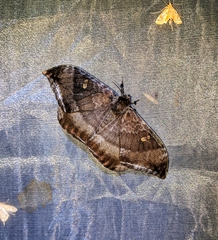 Cyclidia orciferaria