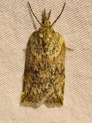 Neoteristis paraphanes