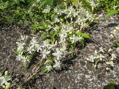 Clematis apiifolia apiifolia