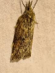 Neoteristis paraphanes