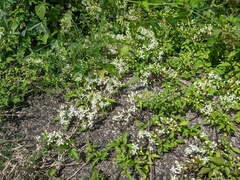 Clematis apiifolia apiifolia