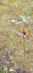 Caladenia cardiochila