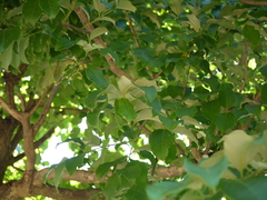 Lagerstroemia microcarpa