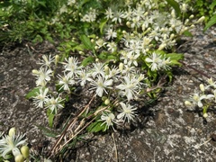 Clematis apiifolia apiifolia