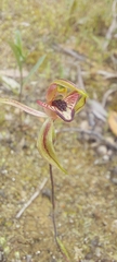 Caladenia cardiochila