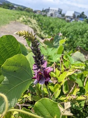 Pueraria montana lobata