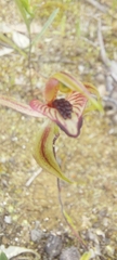 Caladenia cardiochila