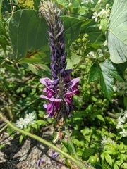 Pueraria montana lobata