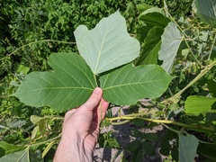 Pueraria montana lobata