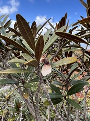 Acridocarpus austrocaledonicus