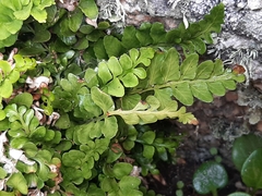 Asplenium marinum