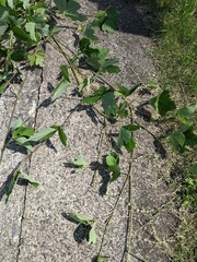 Pueraria montana lobata