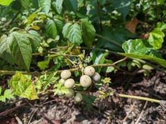 Ampelopsis glandulosa