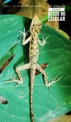 Anolis mccraniei