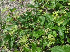 Ampelopsis glandulosa