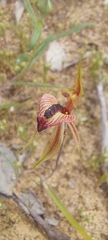 Caladenia cardiochila
