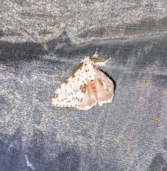 Lymantria brunneiplaga