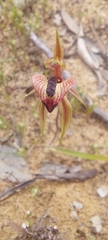 Caladenia cardiochila