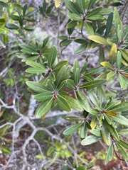 Acridocarpus austrocaledonicus