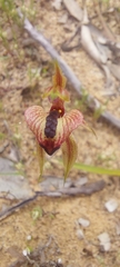 Caladenia cardiochila