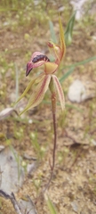 Caladenia cardiochila