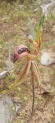 Caladenia cardiochila