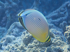 Chaetodon lunulatus