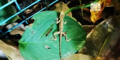 Anolis mccraniei