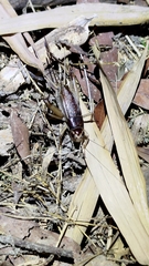 Teleogryllus mitratus