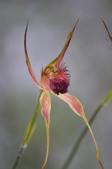 Caladenia pectinata