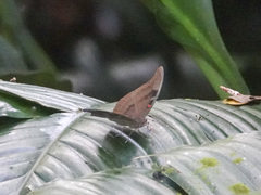 Dophla evelina