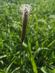 Plantago