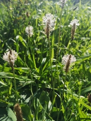 Plantago