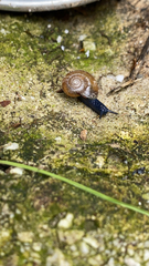 Oxychilus draparnaudi