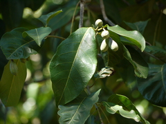 Terminalia chebula