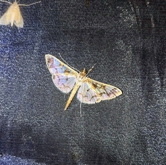 Polythlipta divaricata