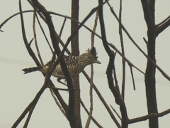 Thamnophilus doliatus